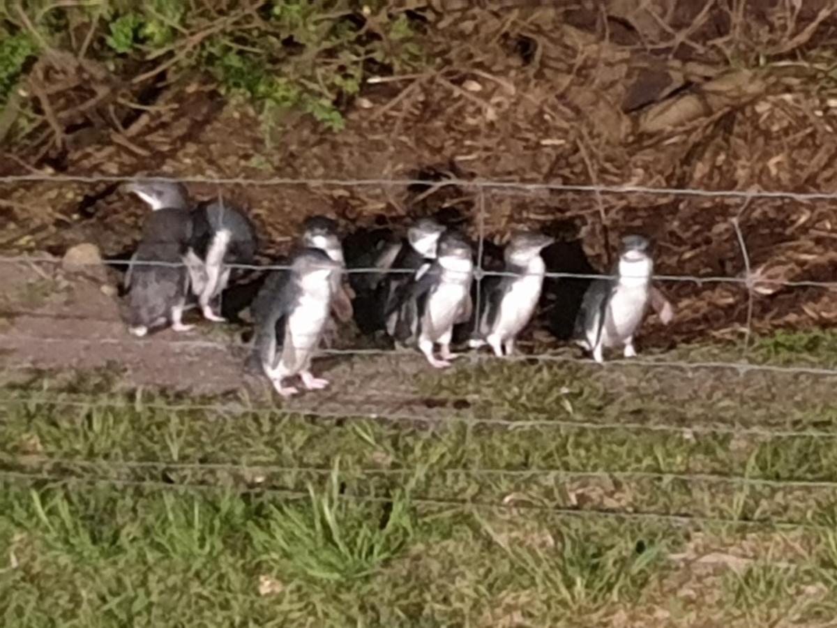Diamond Island Resort, Restaurant & Bar And Penguin Show Bicheno Bagian luar foto