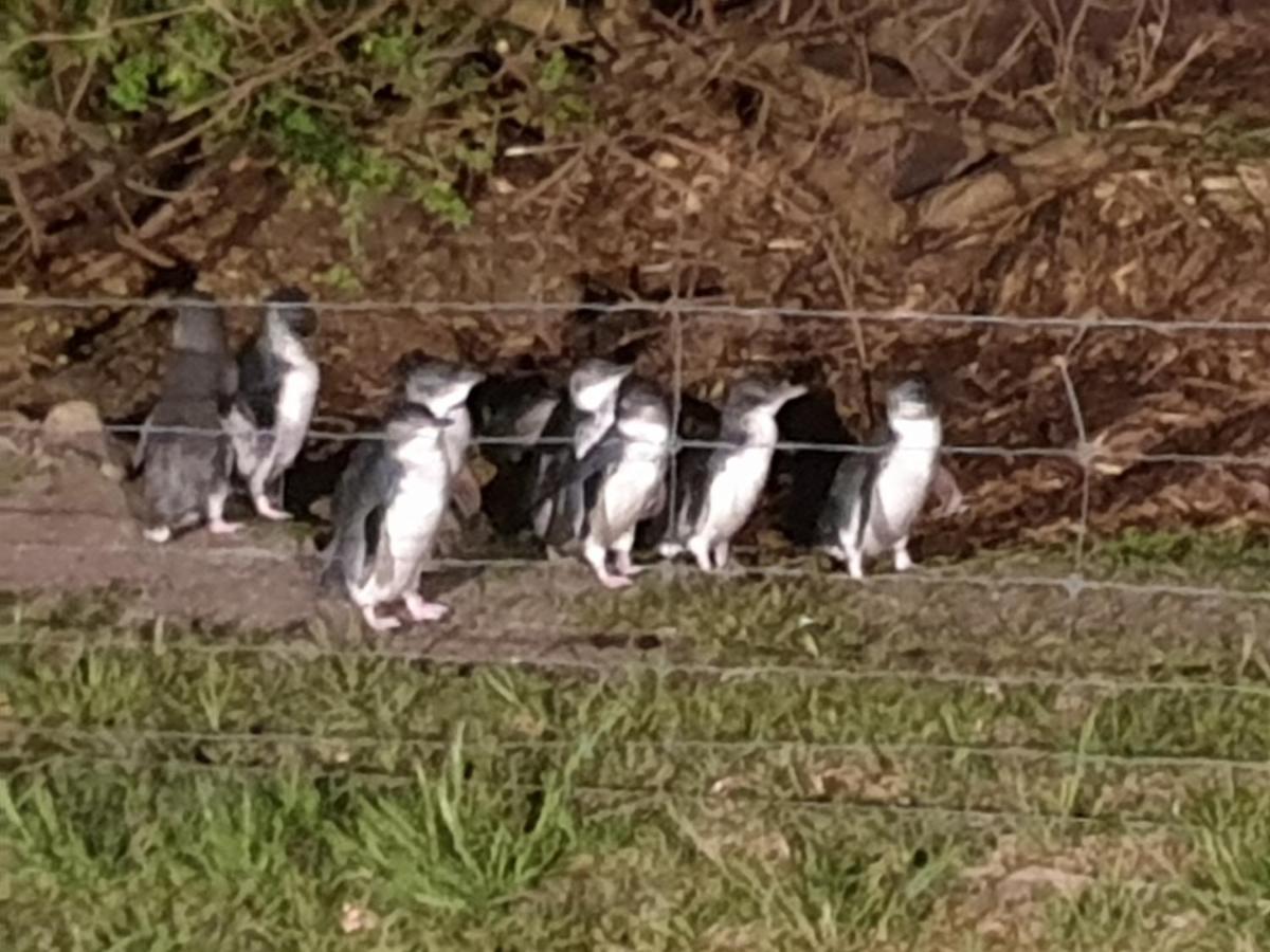 Diamond Island Resort, Restaurant & Bar And Penguin Show Bicheno Bagian luar foto