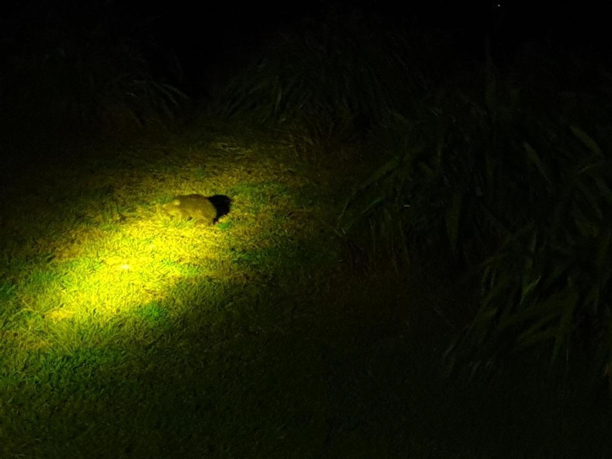 Diamond Island Resort, Restaurant & Bar And Penguin Show Bicheno Bagian luar foto